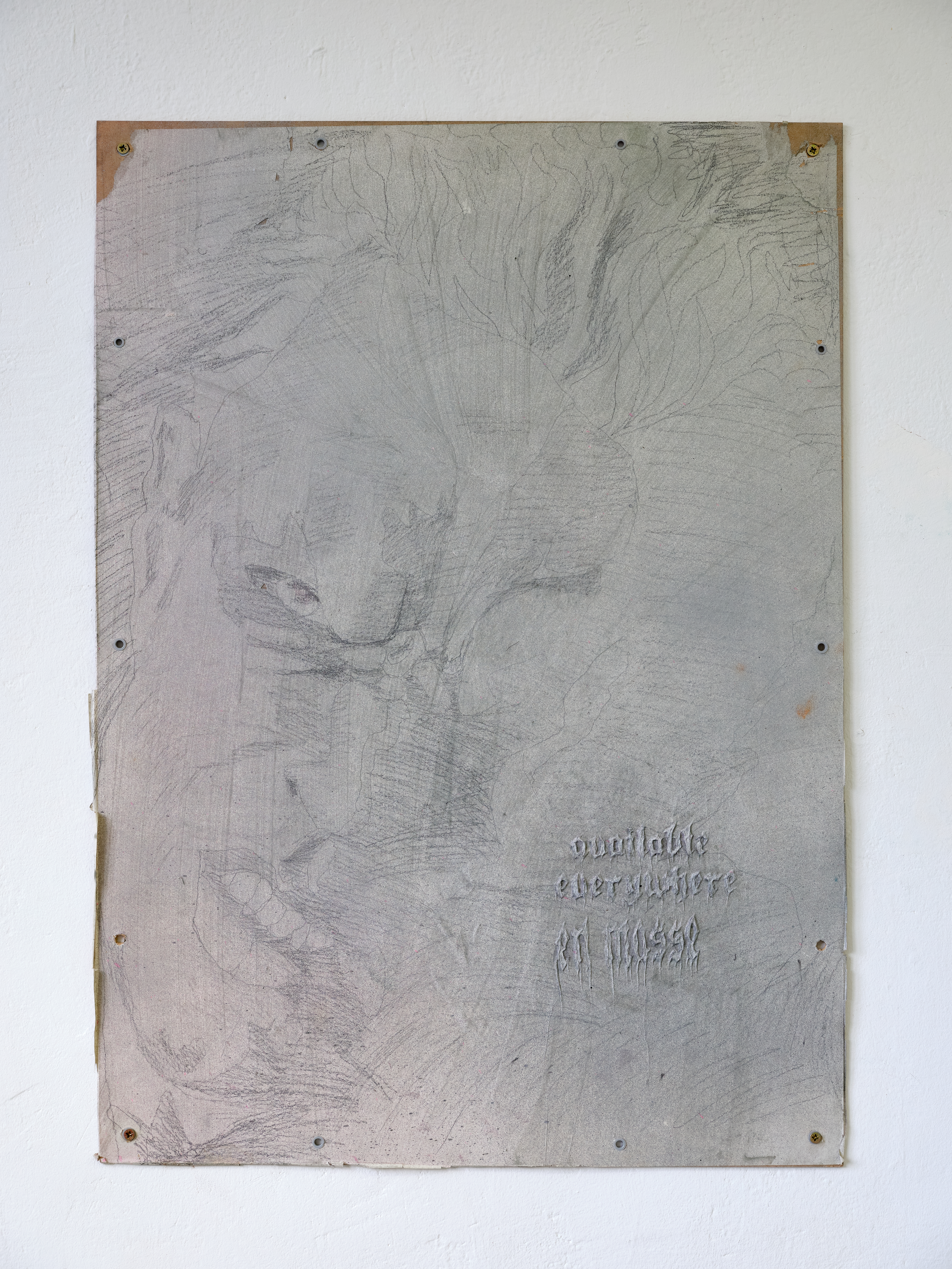 Araucaria - Pauline Perplexe
