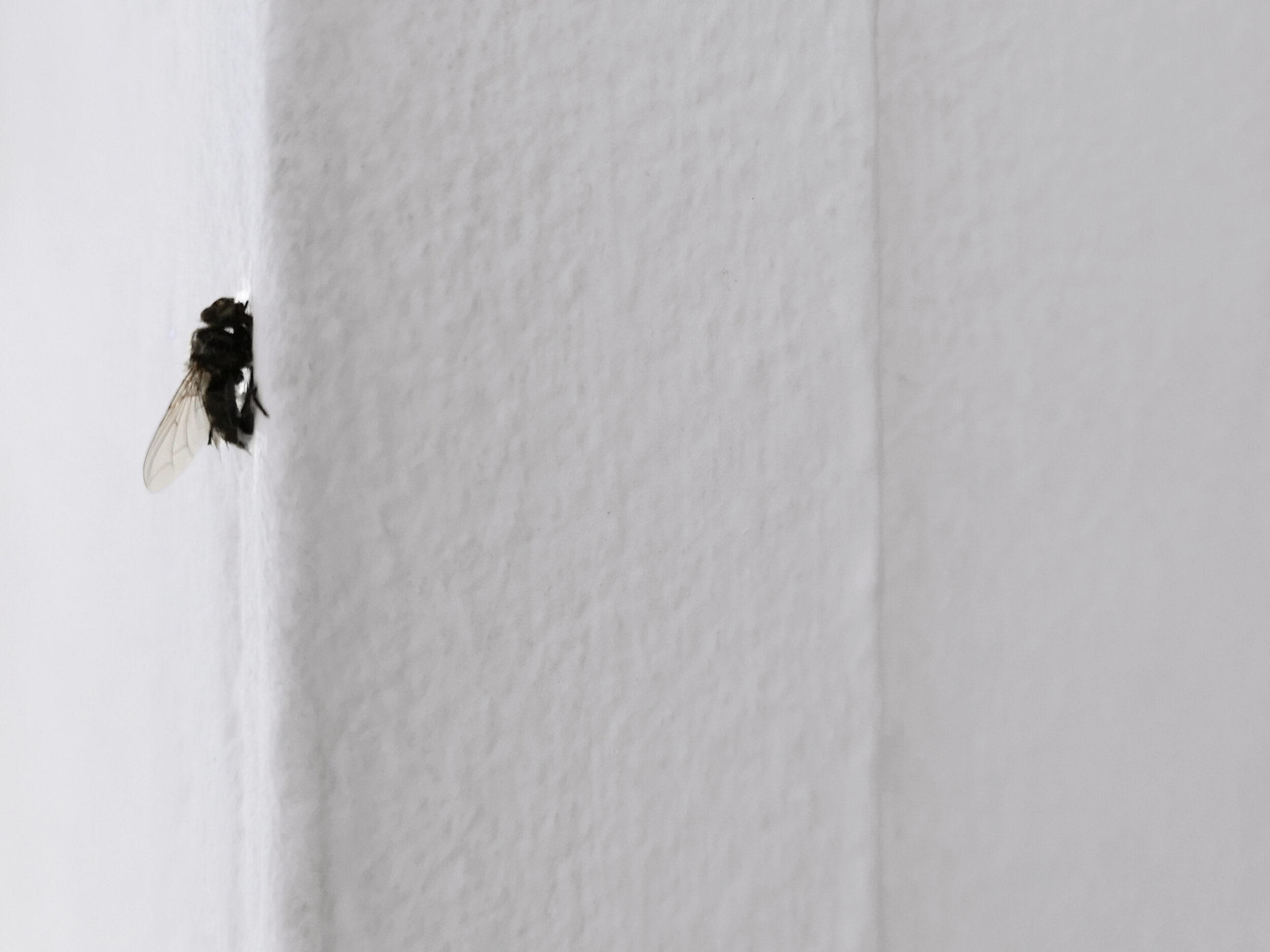 REAL CHARACTERS - Pauline Perplexe