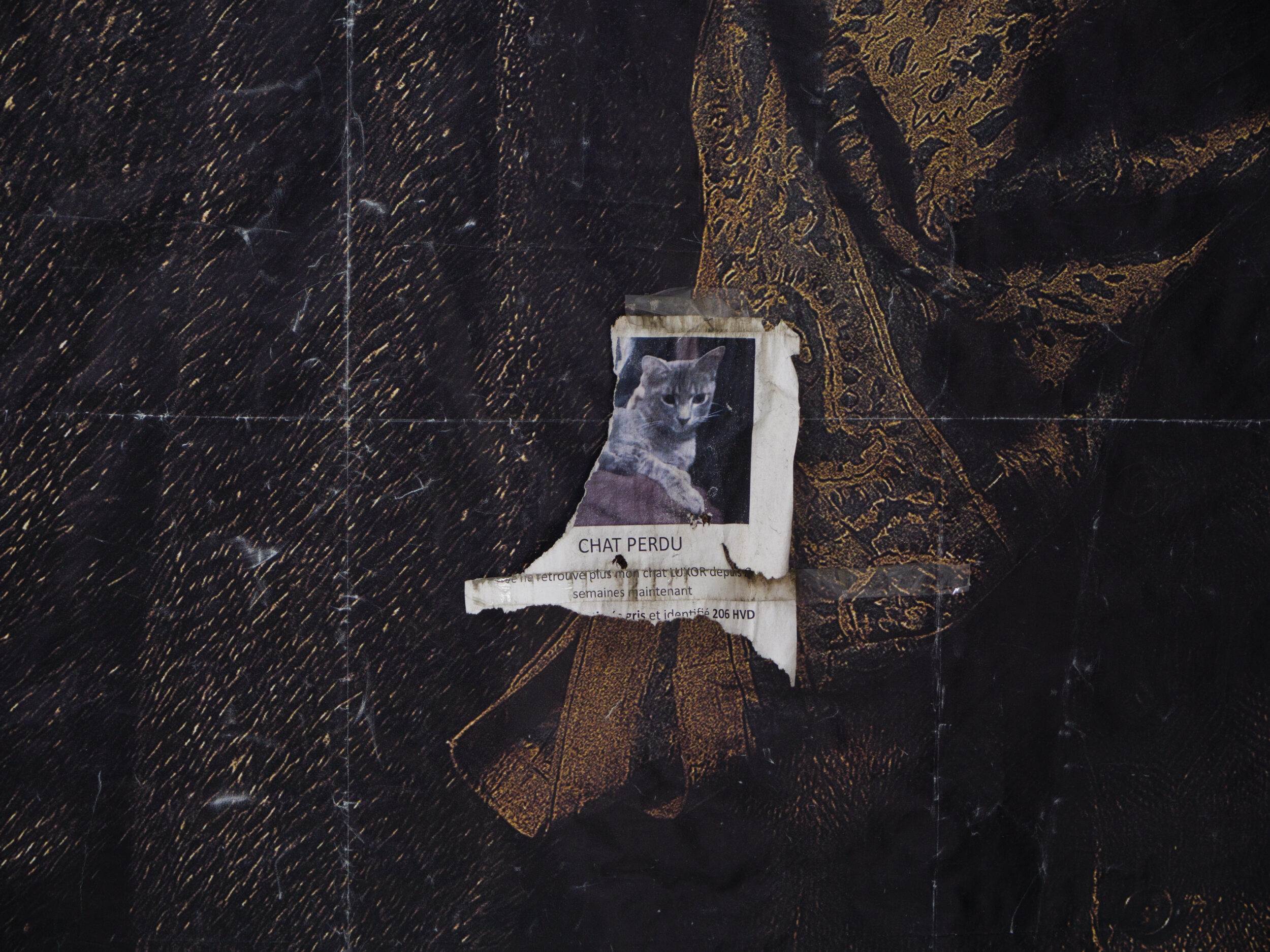 REAL CHARACTERS - Pauline Perplexe