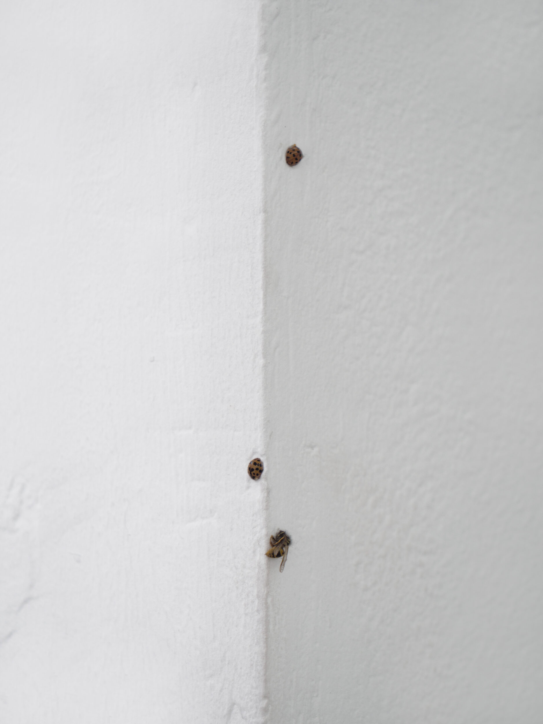 REAL CHARACTERS - Pauline Perplexe